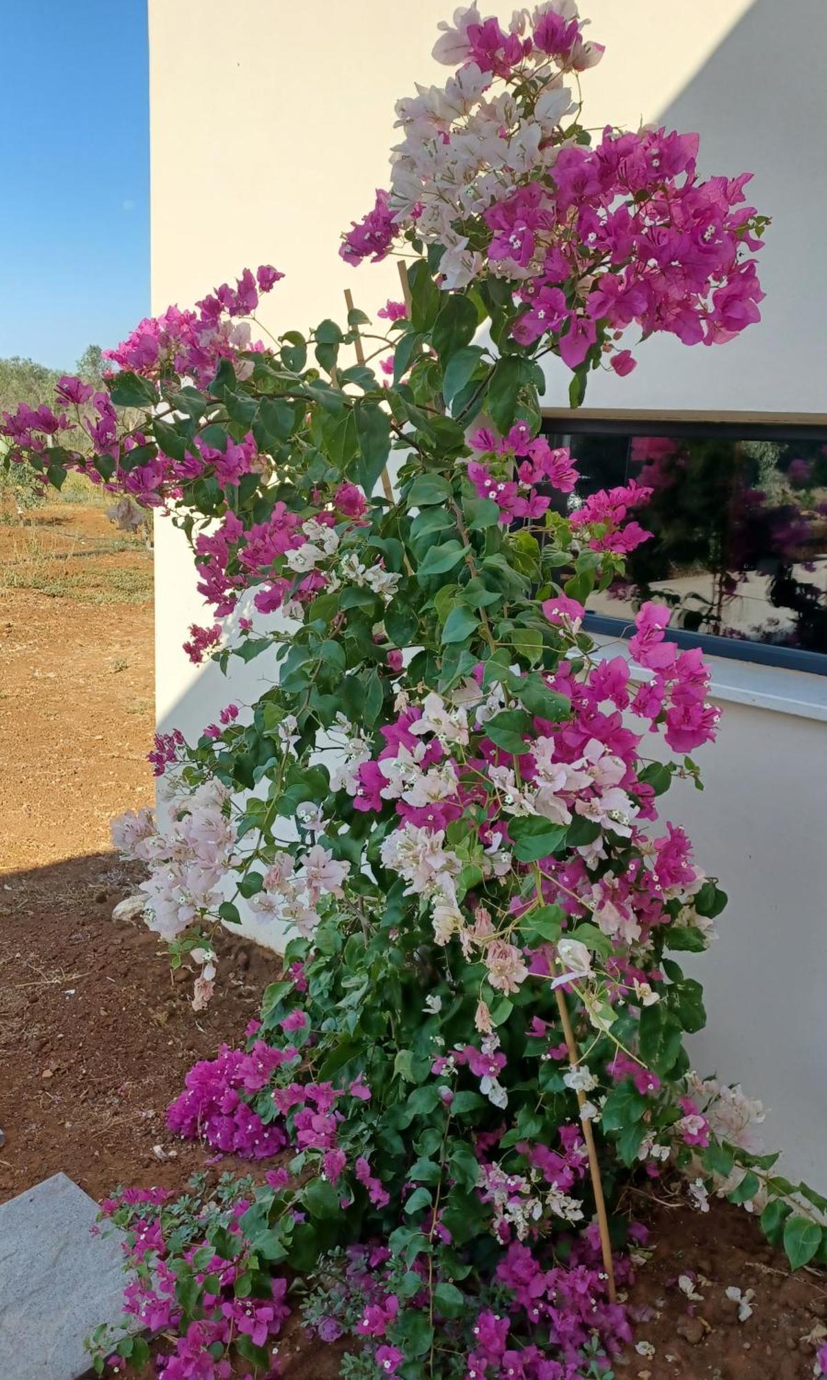 Zeituna Lodge A Porto Cesareo 토레 라필로 외부 사진